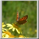 Lycaena phlaeas - Kleiner Feuerfalter 05.jpg